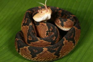 Żaby drewniane pomogły rozwiązać mit śpiewających przemocy